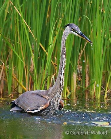 Heron Dripping_50179.jpg - Great Blue Heron (Ardea herodias) photographed near Lindsay, Ontario, Canada.